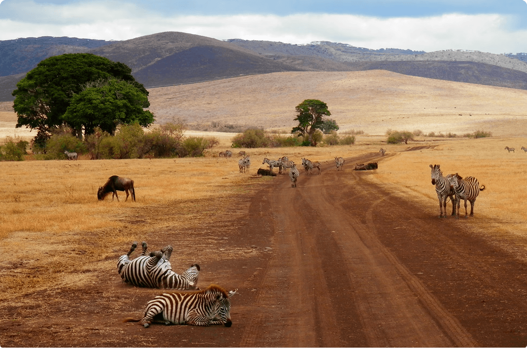 Tanzania wilderness with zebras on a safari road